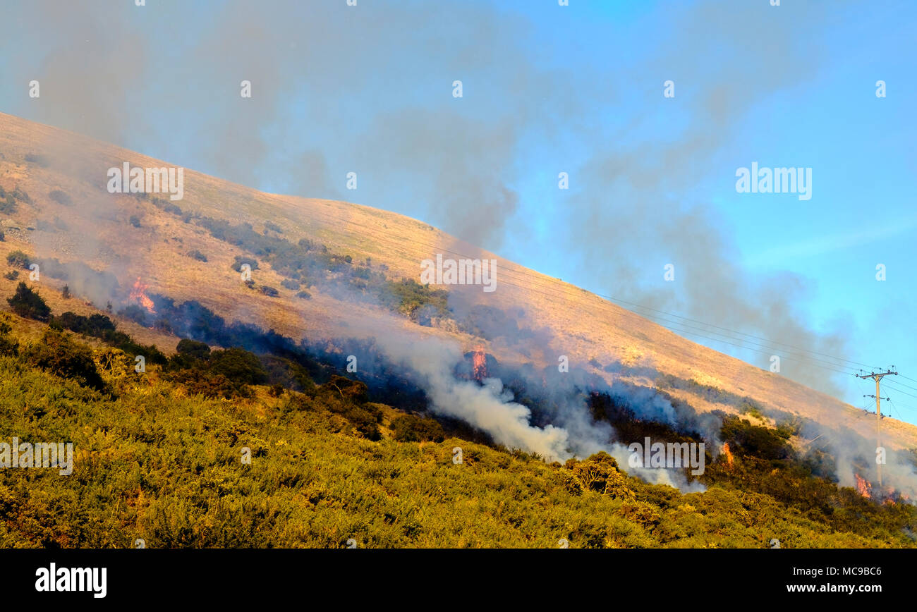 Gorse controllate bruciando sul pendio di una collina in Scottish Borders vicino a Broughton Foto Stock