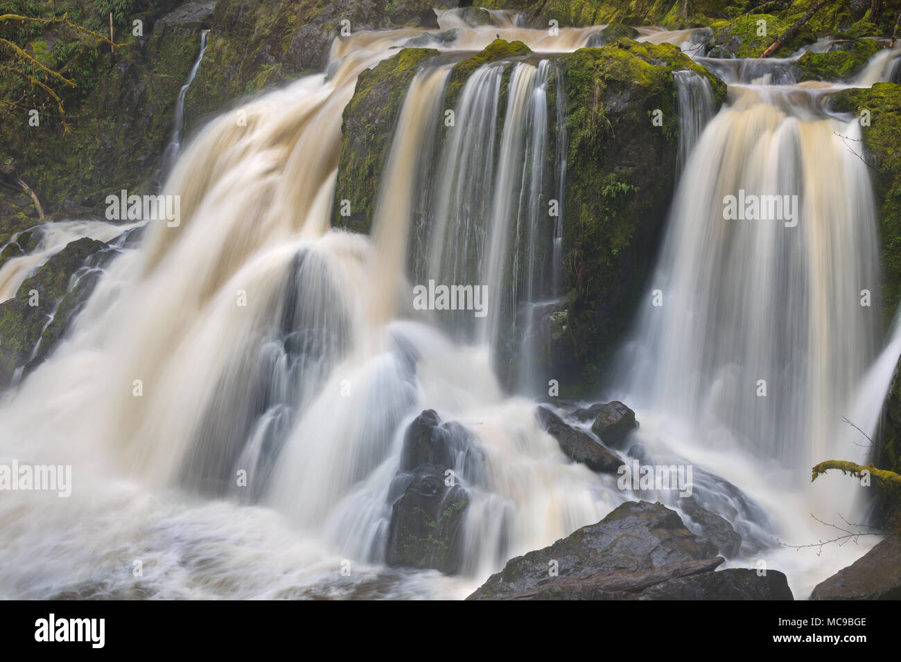 American bilanciere in cima poco Mashel cascata, Jefferson County, nello Stato di Washington Foto Stock