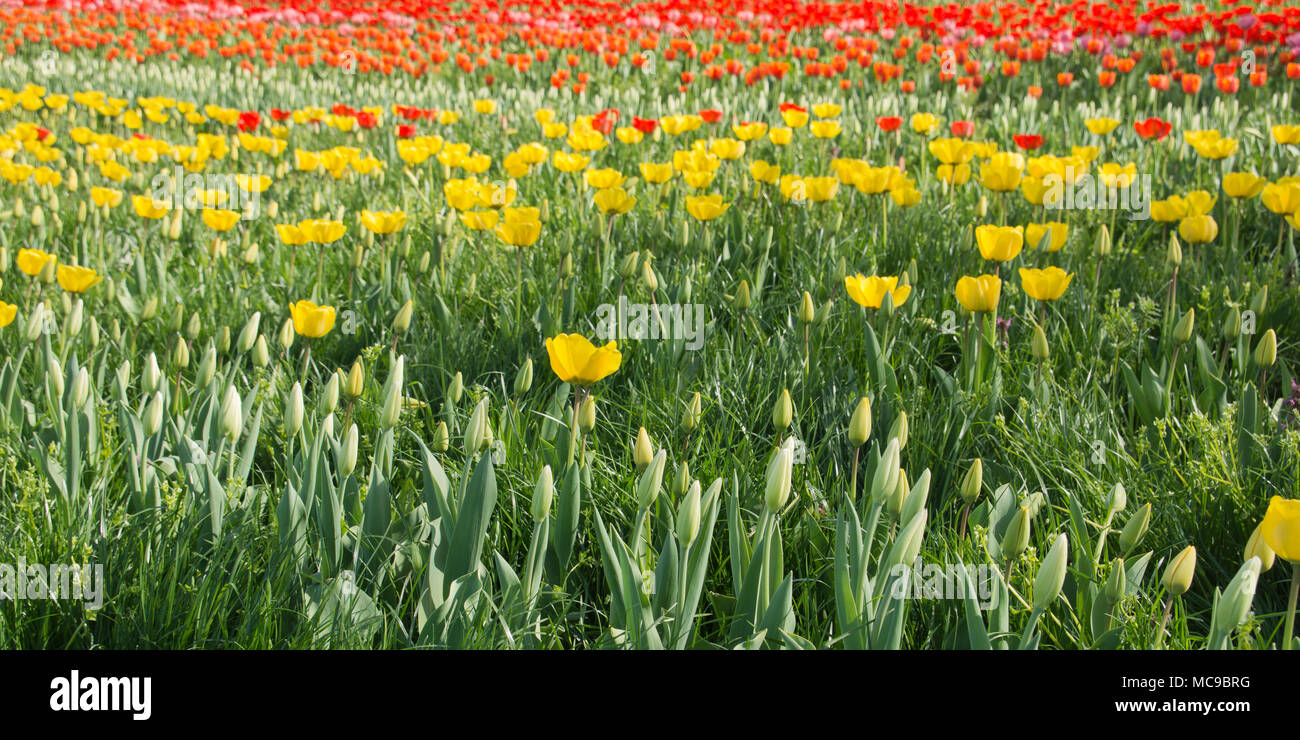 Campo con rosso e tulipani gialli in Ungheria Foto Stock