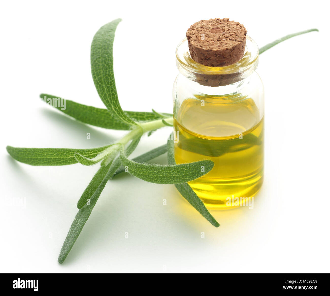 Fresche biologiche con rosmarino olio essenziale su sfondo bianco Foto Stock