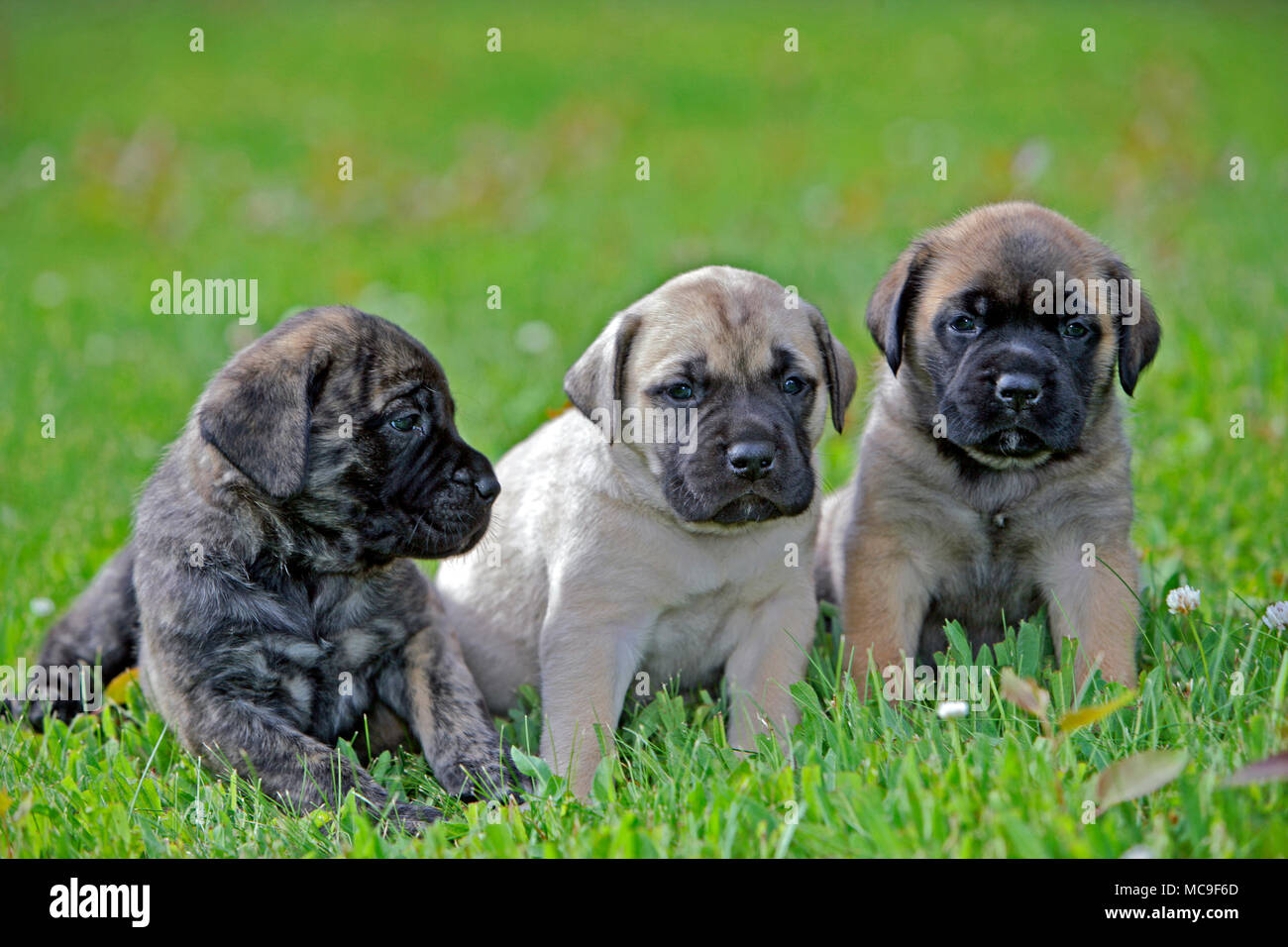 Tre inglese Mastiff cuccioli, quattro settimane insieme sull'erba Foto  stock - Alamy
