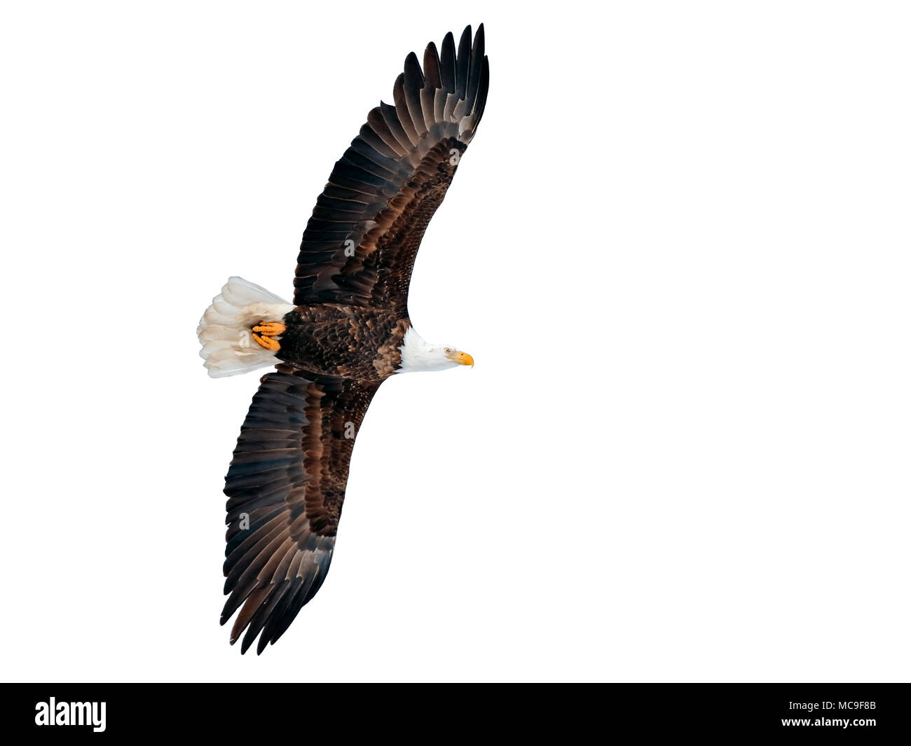 Bella coppia aquila calva in volo su sfondo bianco Foto Stock