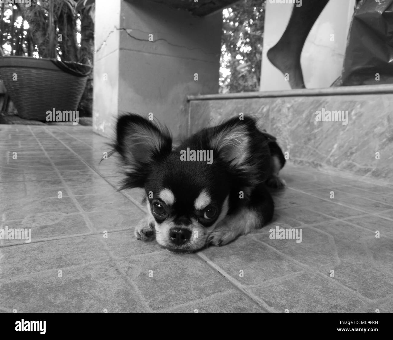 Carino little black chihuahua cucciolo di sedersi su un pavimento in bianco e nero Foto Stock