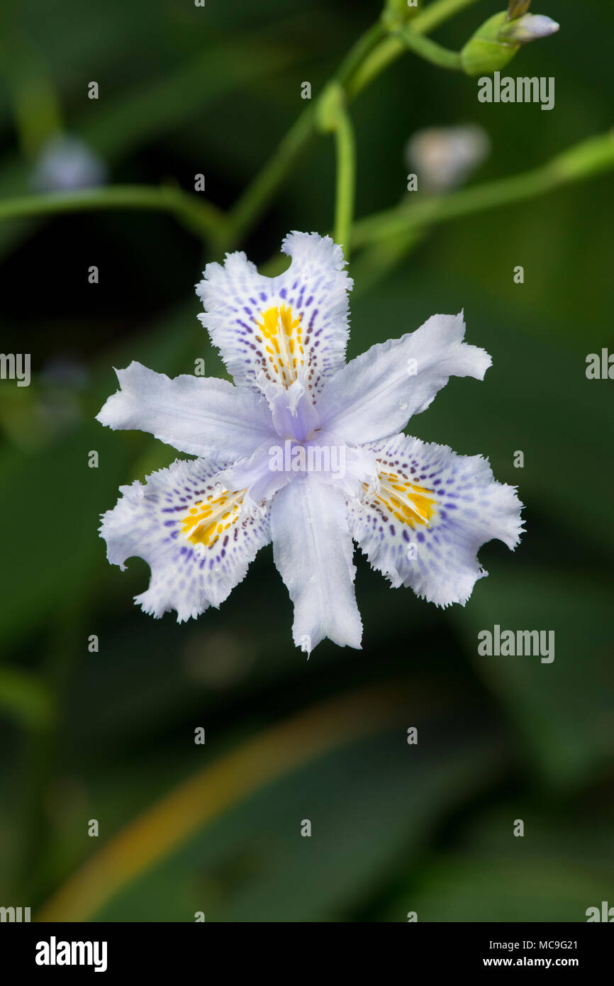 Iris japonica, Giapponese orlata Iris fiore Foto Stock