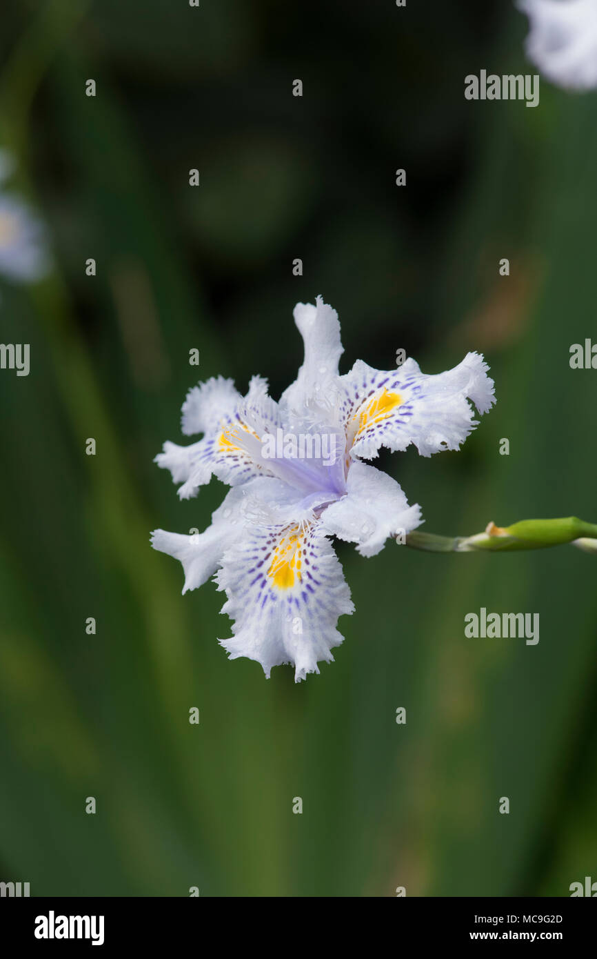 Iris japonica, Giapponese orlata Iris fiore Foto Stock
