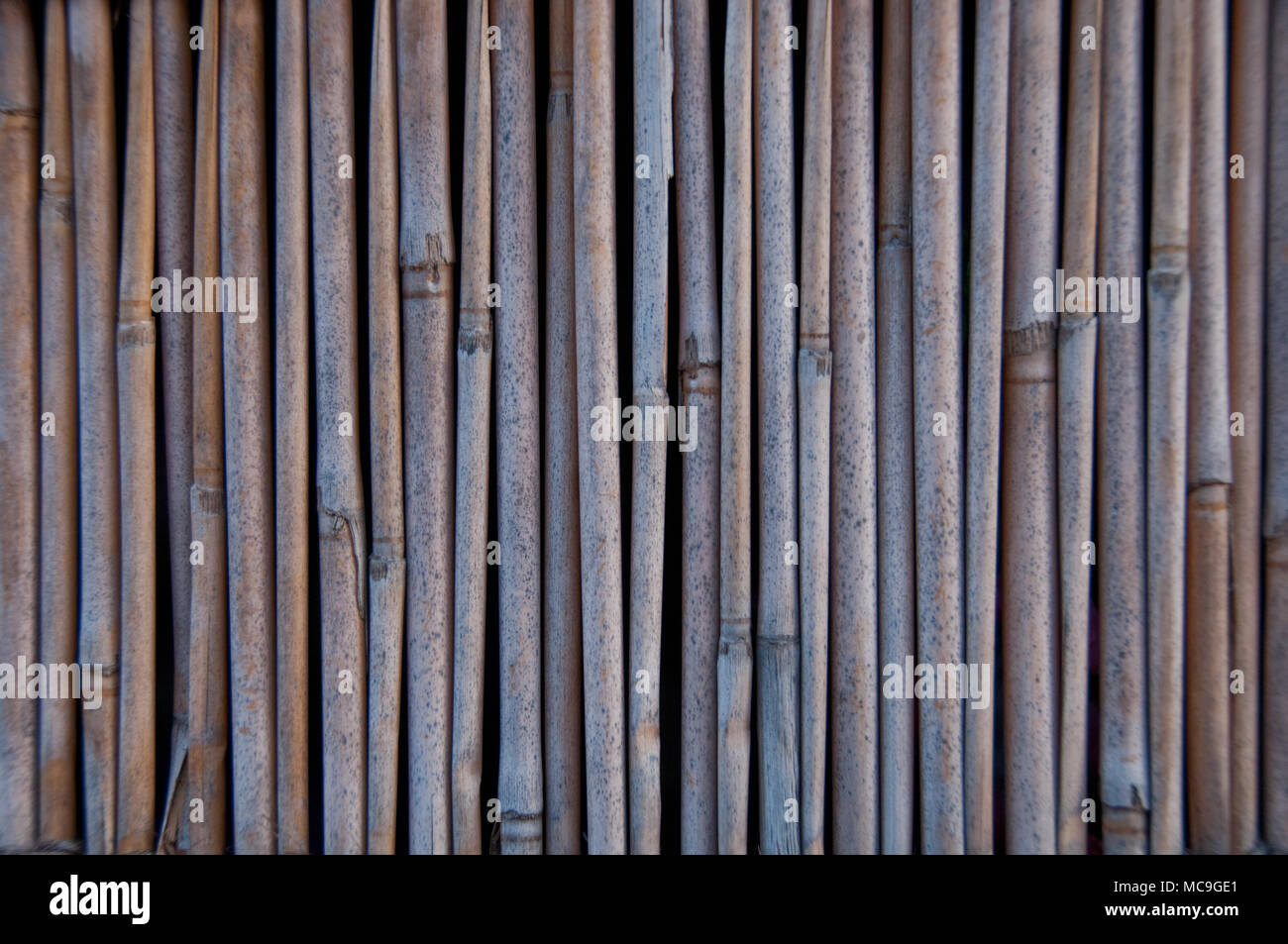 Parete di stack di tubi di bambù sfondo di legno Foto Stock