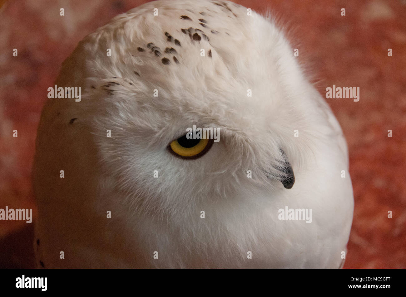 Appariscente bianco Syberian scandiaca gufo Foto Stock