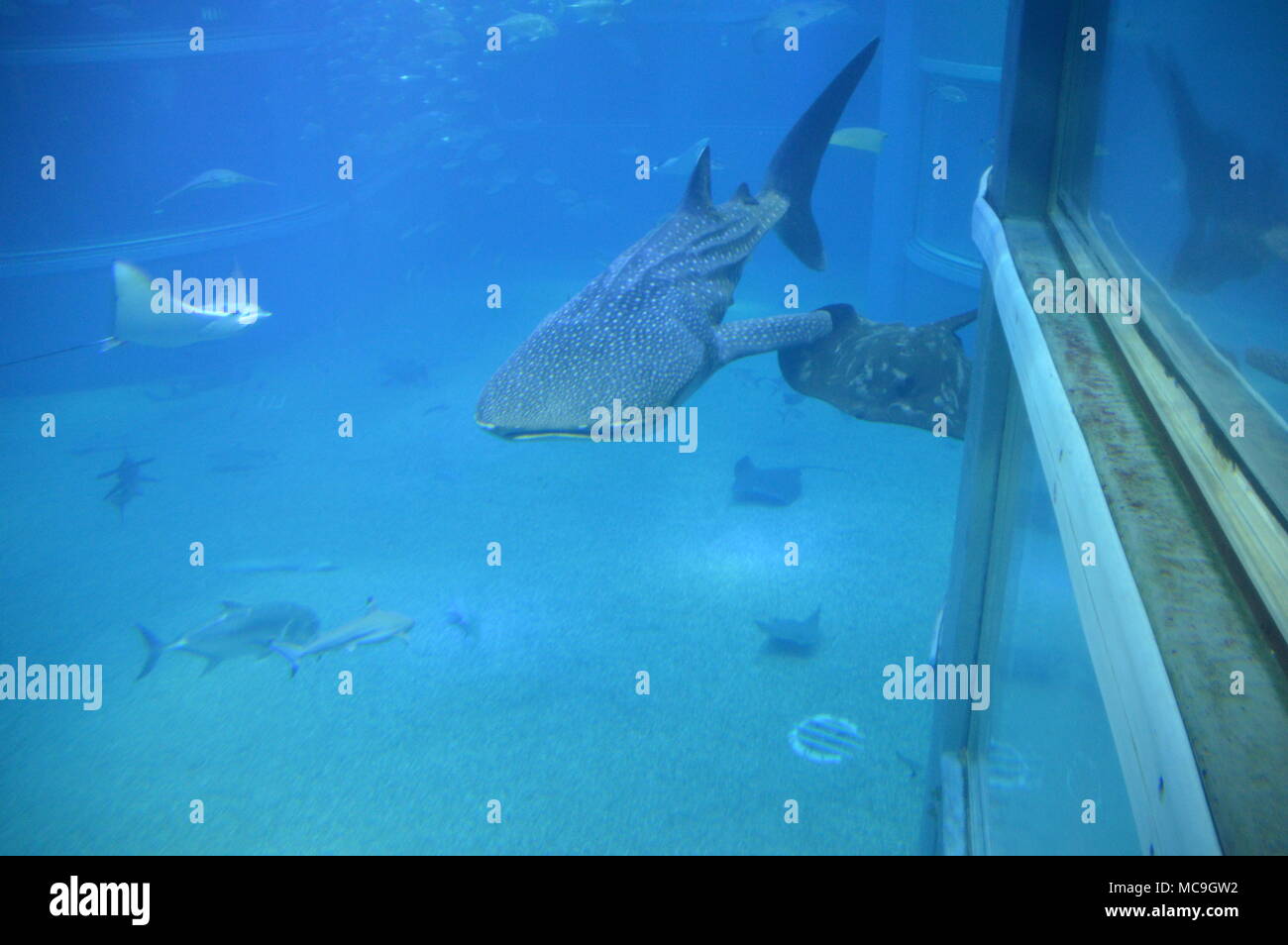 Squalo Balena all'Acquario di Osaka Foto Stock