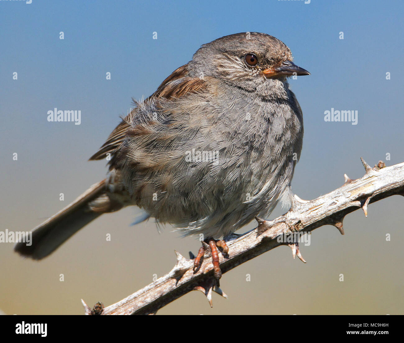 Prunella modularis Foto Stock