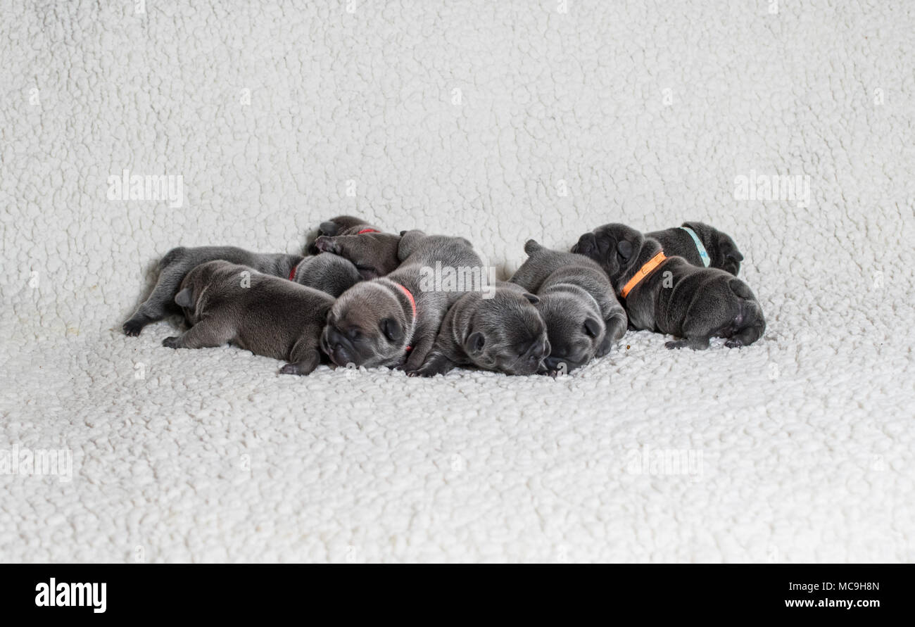 Cucciolata di baby bulldog francese cuccioli addormentati su un bianco b;anket Foto Stock
