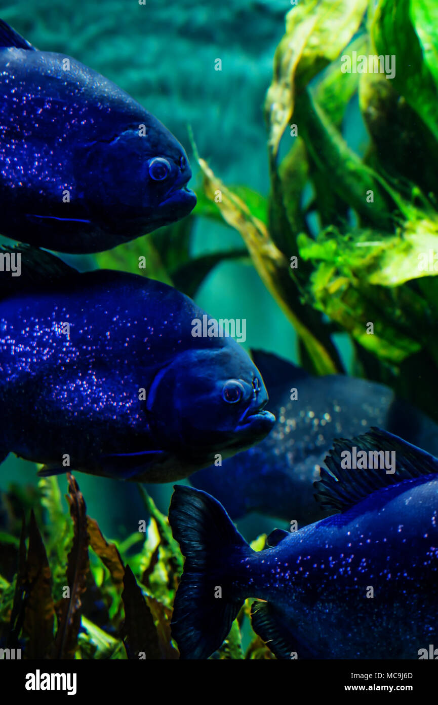 Vini spumanti Piranhas in un acquario in Haus der Natur, Salisburgo Foto Stock