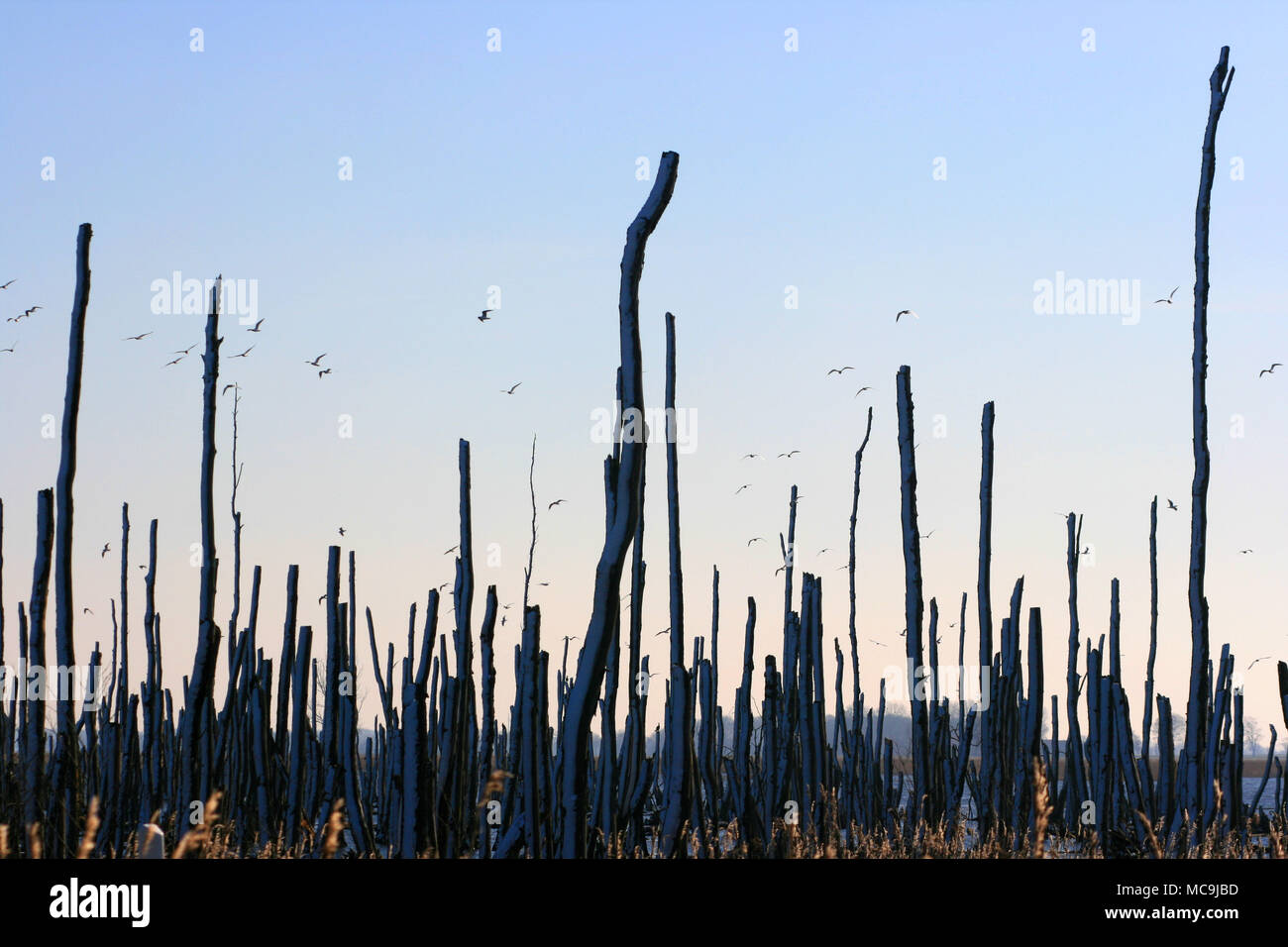 Vogelschutzgebiet Insel Usedom Foto Stock