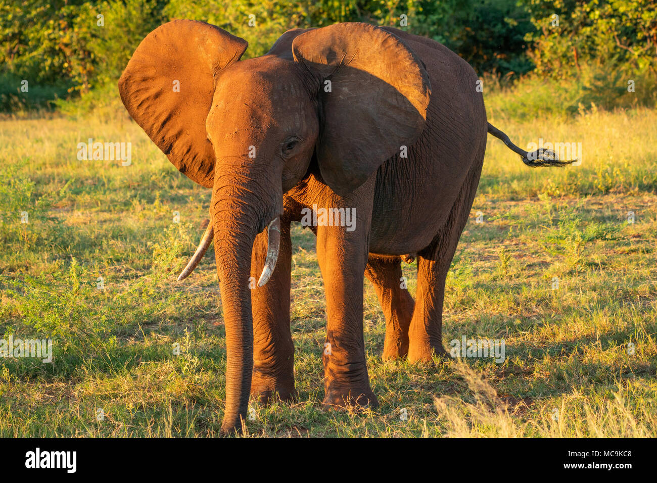 Elefante africano vicino al lago Kariba, Zimbabwe Foto Stock