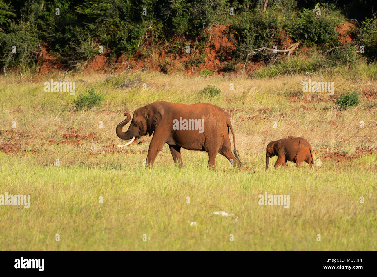 Gli elefanti africani- la madre e il bambino vicino al lago Kariba, Zimbabwe Foto Stock