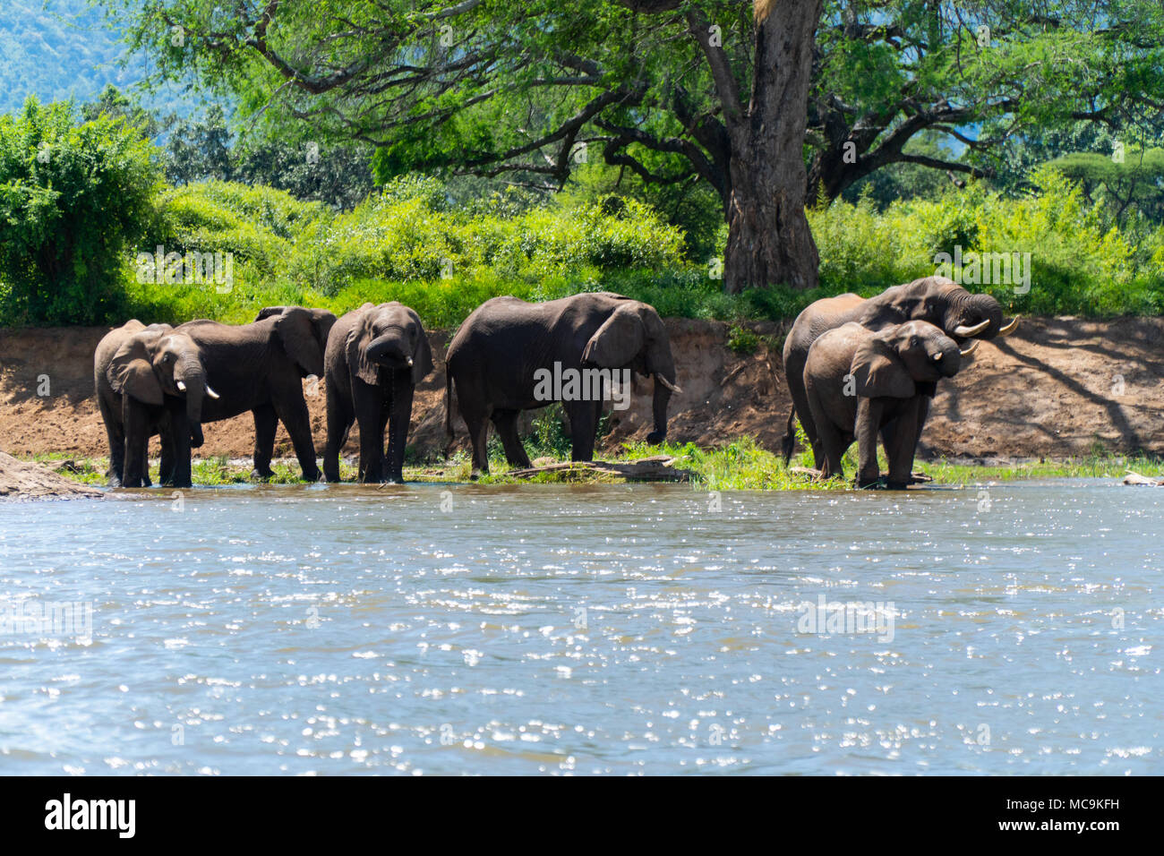 Gli elefanti africani mandria di bere acqua dal lago Kariba, Zimbabwe Foto Stock