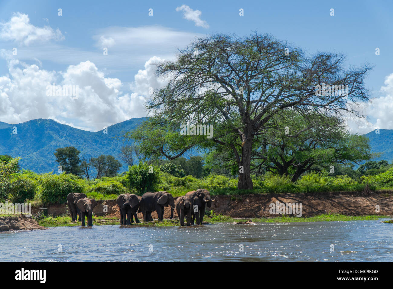 Gli elefanti africani mandria di bere acqua dal lago Kariba, Zimbabwe Foto Stock