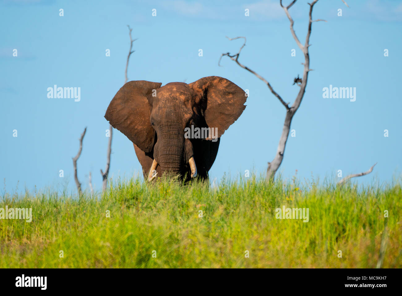 Elefante africano vicino al lago Kariba, Zimbabwe Foto Stock