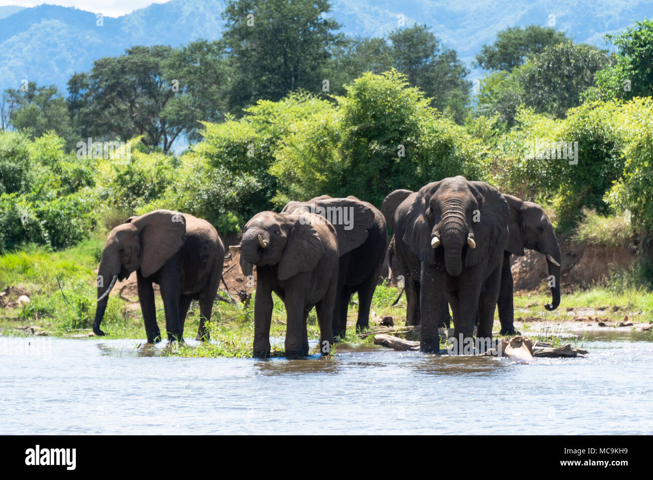 Gli elefanti africani di bere acqua dal lago Kariba, Zimbabwe Foto Stock