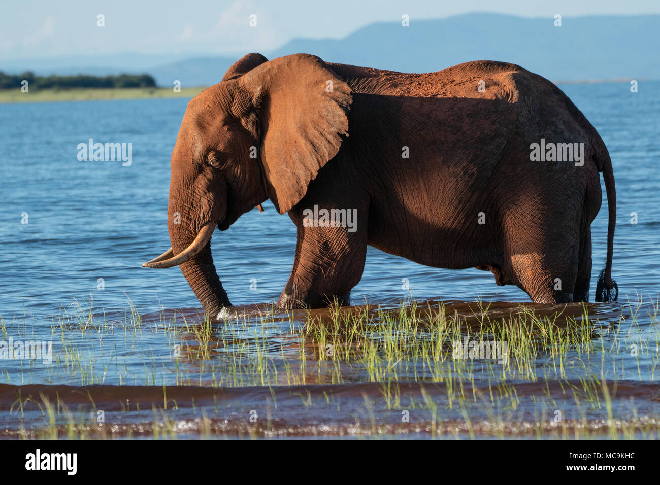 L'elefante africano nell'acqua- lago Kariba, Zimbabwe Foto Stock