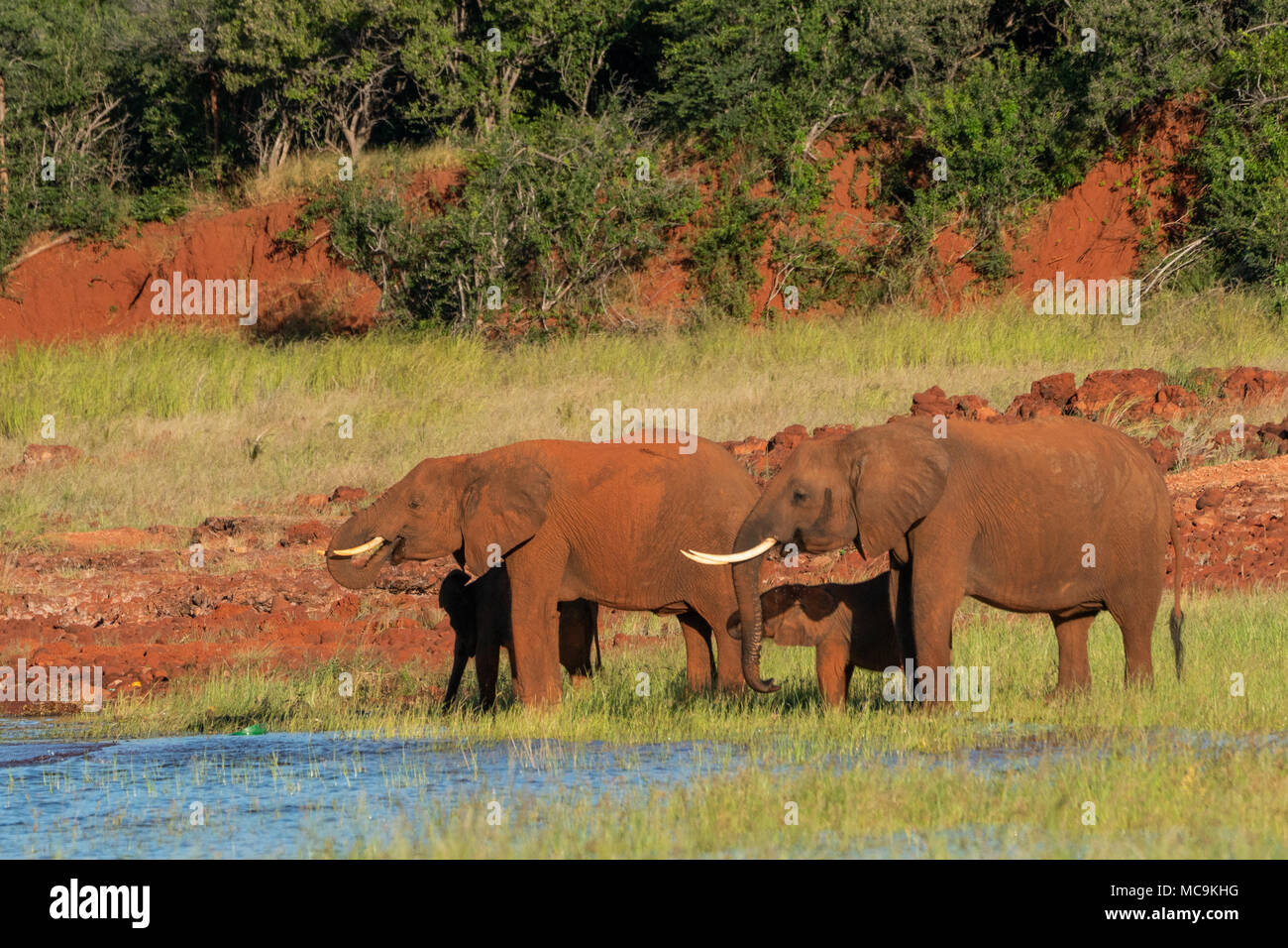 Gli elefanti africani famiglia vicino al lago Kariba, Zimbabwe Foto Stock