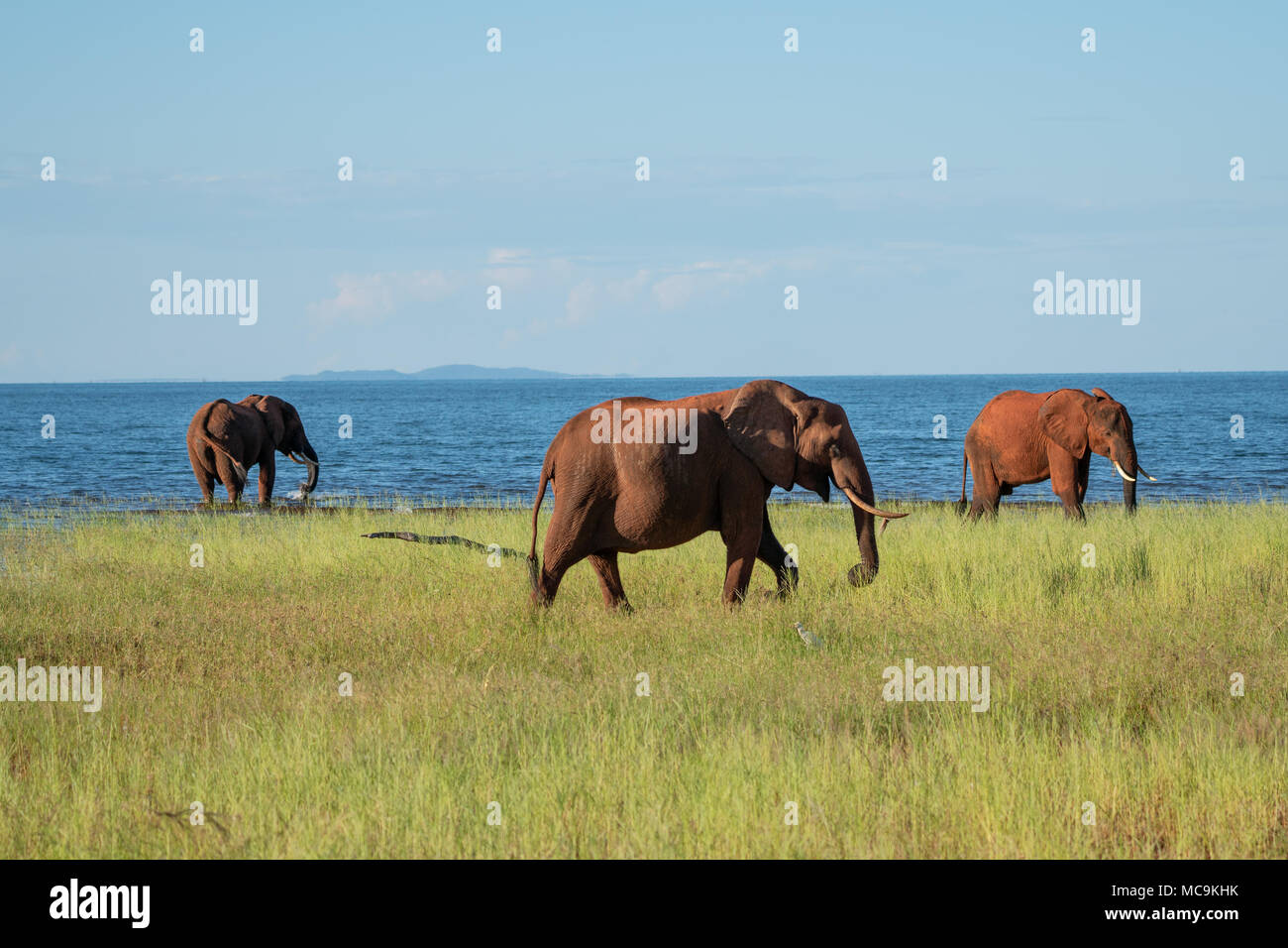 3 elefanti africani a piedi vicino al lago Kariba, Zimbabwe Foto Stock
