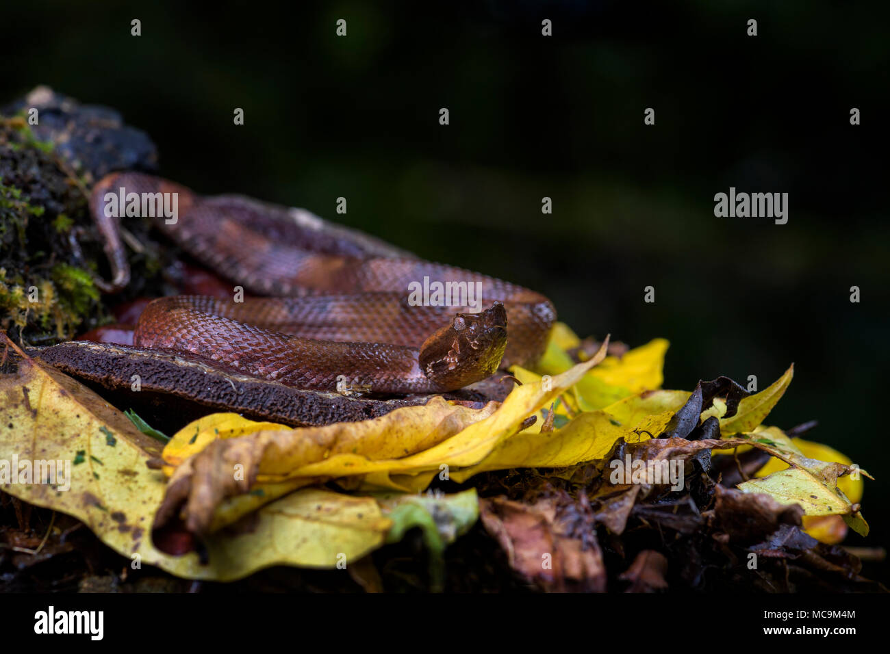 La foresta pluviale Pitviper Hognosed - Porthidium nasutum, pericoloso infame rattlesnakes dall America Centrale foreste, Costa Rica. Foto Stock