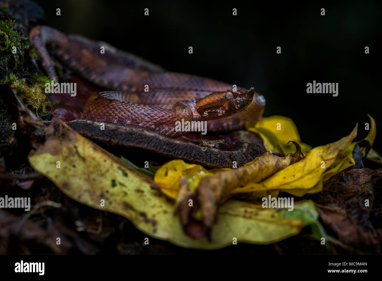 La foresta pluviale Pitviper Hognosed - Porthidium nasutum, pericoloso infame rattlesnakes dall America Centrale foreste, Costa Rica. Foto Stock
