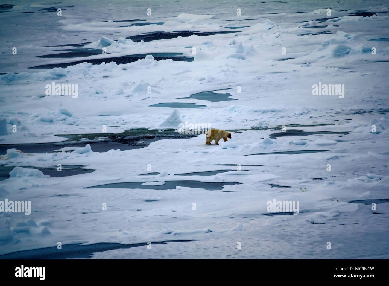 Orso polare vicino al Polo Nord. Withe Bear va in distese di Oceano Artico. Tenere sporco poiché mangiano le guarnizioni Foto Stock