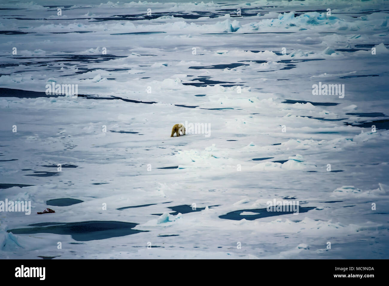 Orso polare vicino al Polo Nord. Withe Bear va in distese di Oceano Artico. Tenere sporco poiché mangiano le guarnizioni Foto Stock