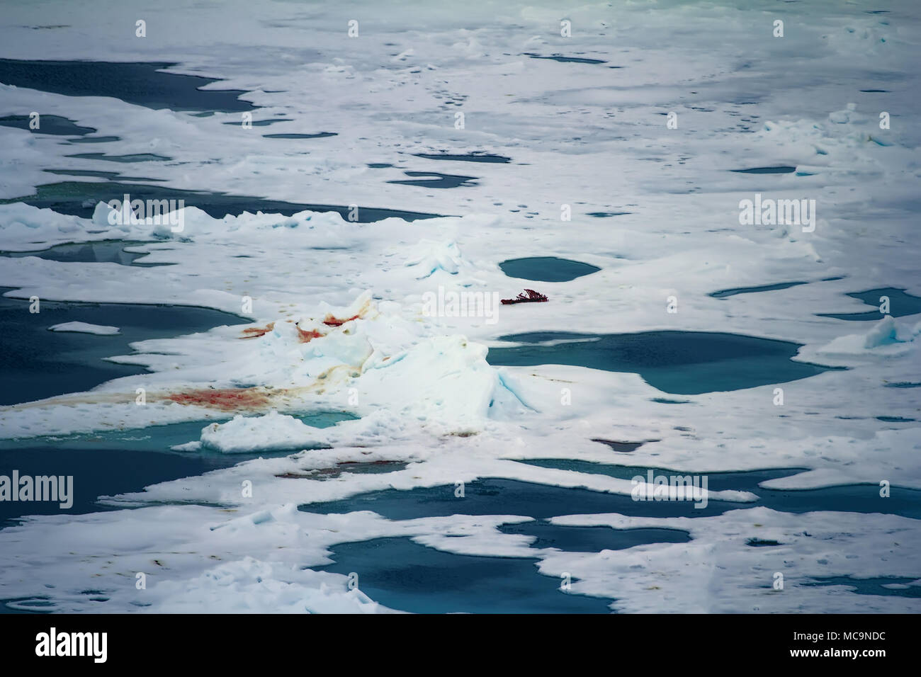 Orso polare vicino al Polo Nord. Withe Bear va in distese di Oceano Artico. Tenere sporco poiché mangiano guarnizioni - resti della vittima (guarnizione di tenuta) Foto Stock