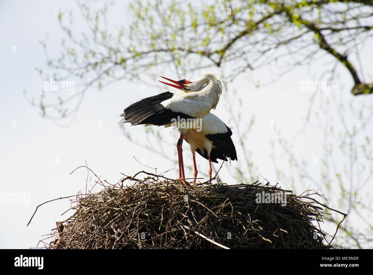 Cicogna bianca (Ciconia ciconia) - Messaggio di saluto degli uccelli nel nido. La Svizzera. Foto Stock