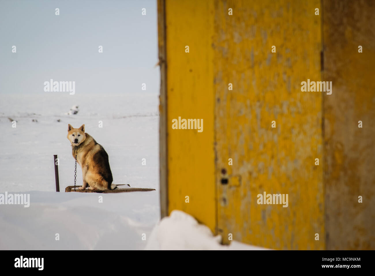 Un cane solitario legato ad un palo all'aperto in inverno, nel borgo artico costiero di Tuktoyaktuk, territori del Nord-Ovest, Canada. Foto Stock