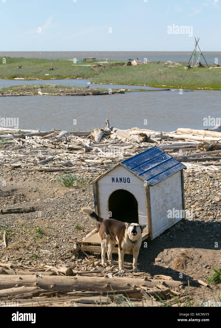 Il cane da Husky Barking è incatenato fino alla sua casa di cane in legno, lungo le rive dell'Oceano Artico, Tuktoyaktuk, territori del Nord-Ovest, Canada. Foto Stock