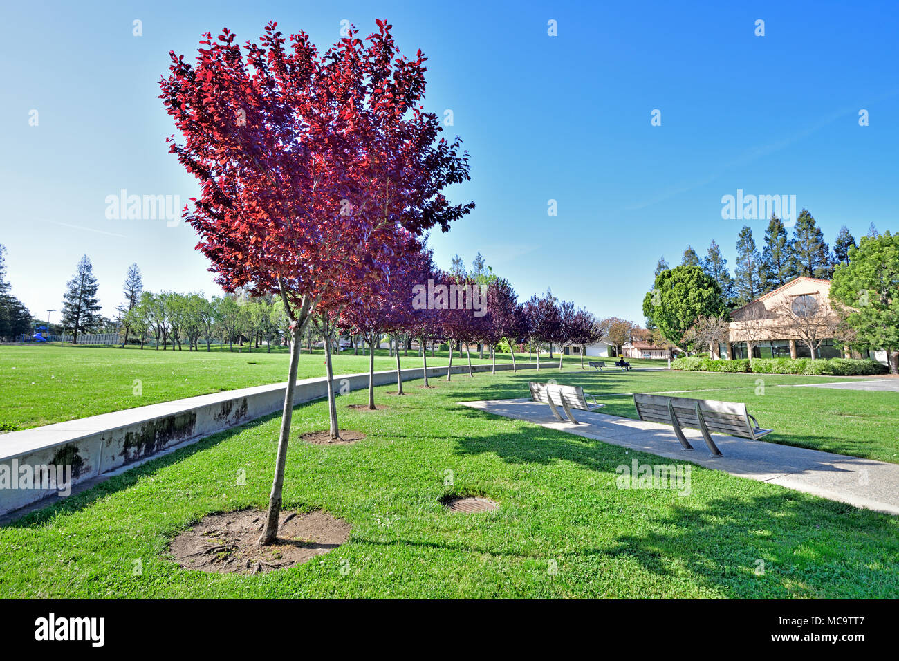 Memorial Park, Cupertino Foto Stock