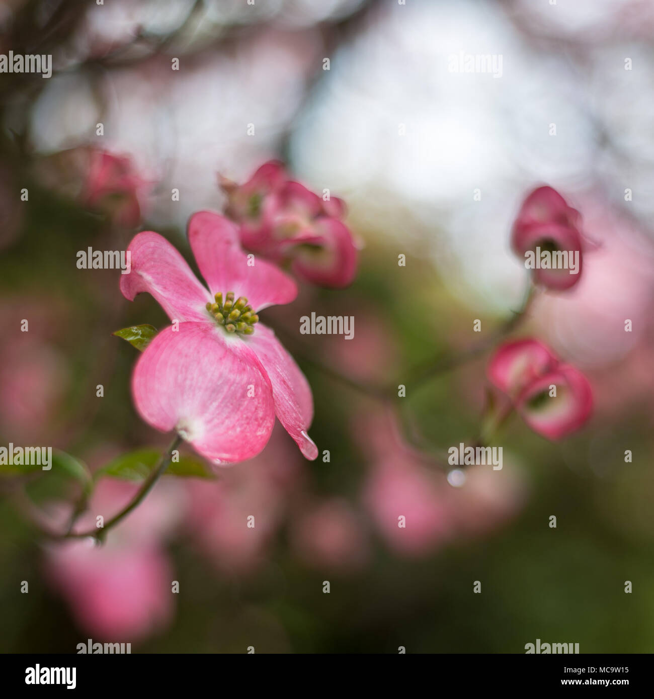 Close up fiore rosso, cornus florida, gocce di pioggia Foto Stock