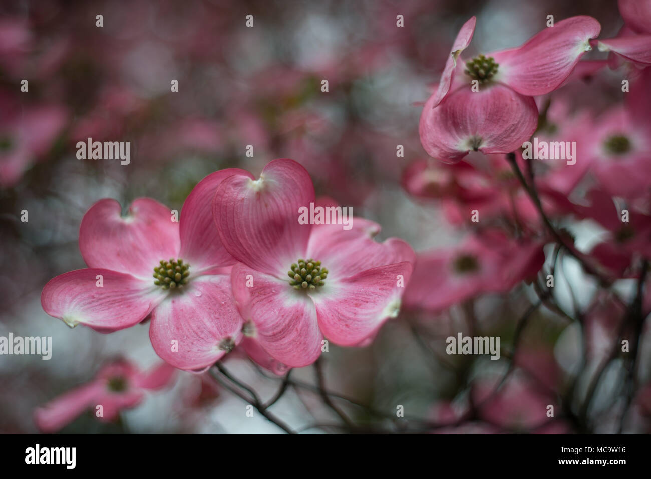 Close up fiore rosso, cornus florida, gocce di pioggia Foto Stock