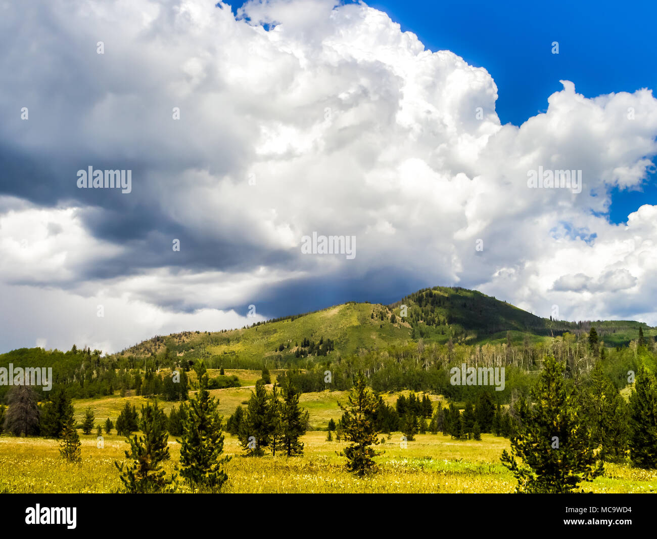 Vista di una catena montuosa con un campo erboso in primo piano e nuvole temporalesche sopra; Colorado, STATI UNITI D'AMERICA Foto Stock