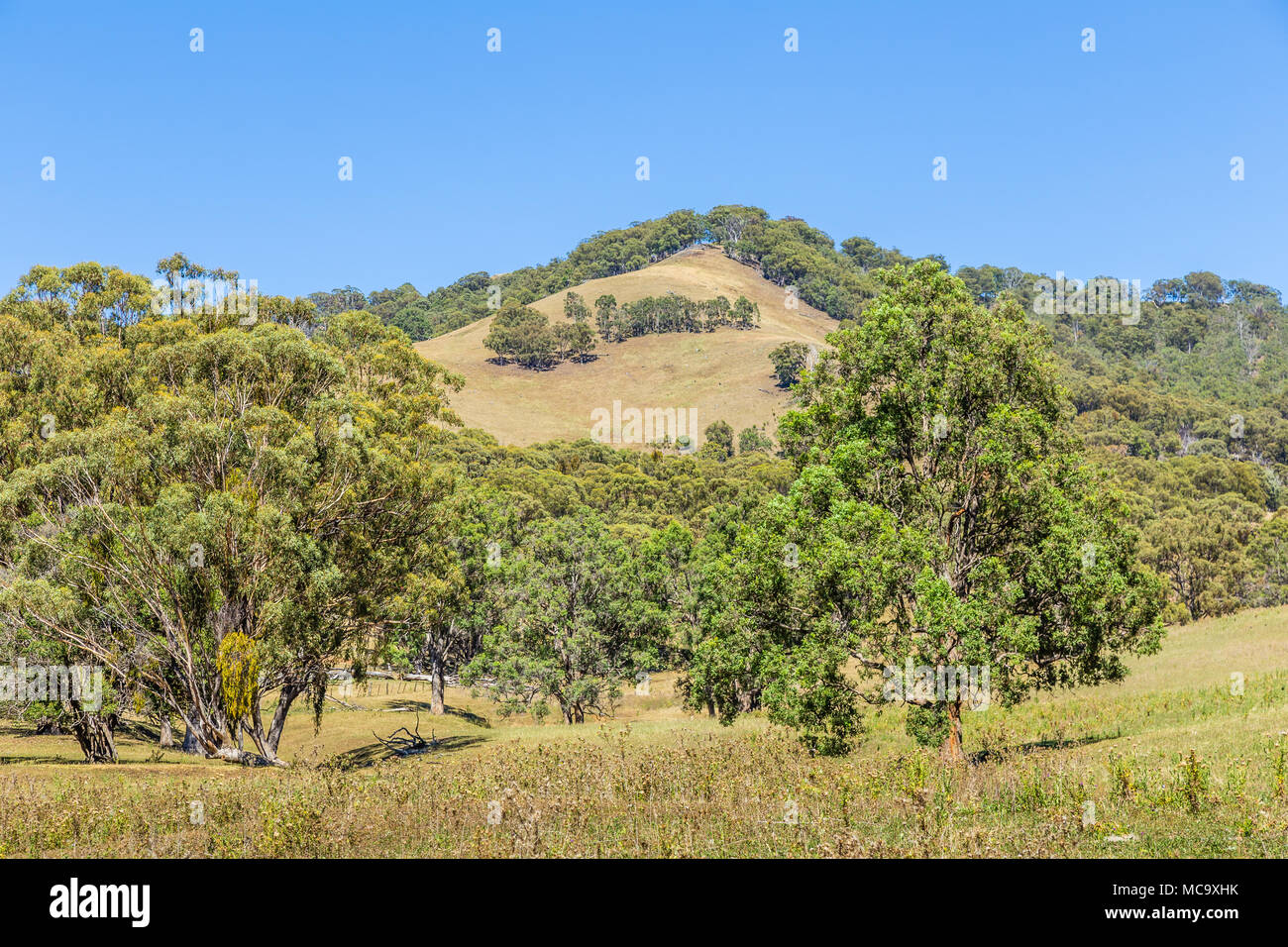 Vista di alberi e colline in alto Hunter, NSW, Austrlai. Marzo 6, 2016. Foto Stock