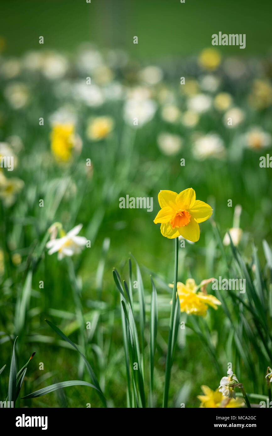 Harrow, Regno Unito, 14 aprile 2018. La primavera arriva a Harrow con un mare di narcisi e fiori in un posto molto soleggiato sabato in Alexandra Park come il tempo migliora Credito: Tim anello/Alamy Live News Foto Stock