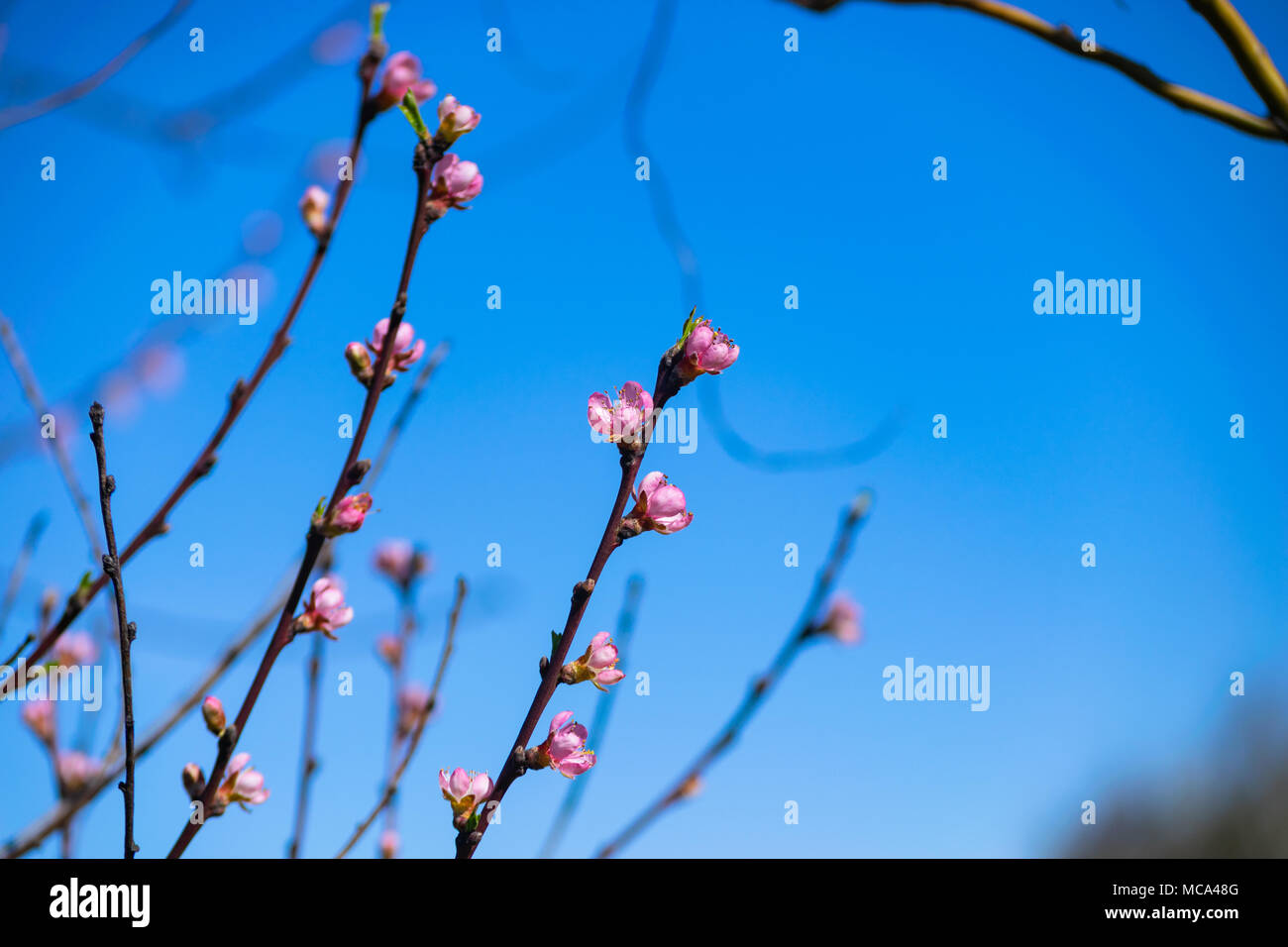 Głębowice, Polonia. Il 14 aprile 2018. Albero di pesche (Prunus persica (L) Batsch). Un'altra bella e soleggiata giornata di primavera. Natura giunge rapidamente alla vita. Credito: w124merc / Alamy Live News Foto Stock