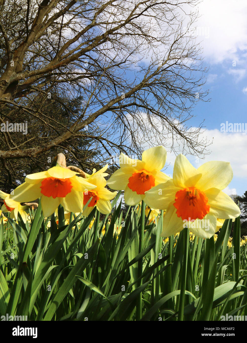 Ascott, Buckinghamshire, 14 aprile 2018. Regno Unito: Meteo visitatori apprezzano i narcisi e fiori di primavera a Ascott, nr ala, Buckinghamshire, UK sabato 14 aprile 2018 Foto di Keith Mayhew Foto Stock