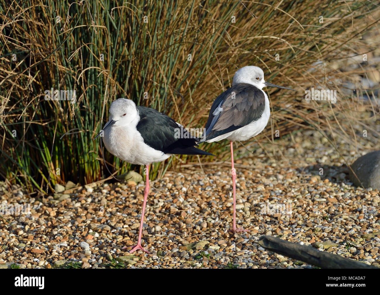 Black-winged Stilt - Himantopus himantopus Wader due uccelli Foto Stock