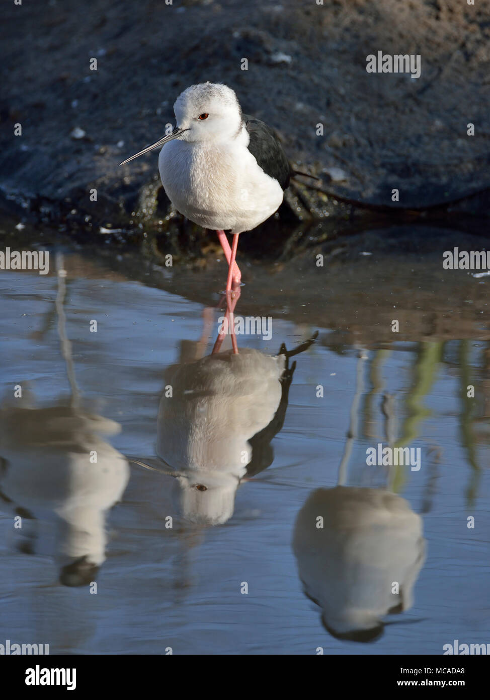 Black-winged Stilt - Himantopus himantopus dall'acqua con la riflessione Foto Stock