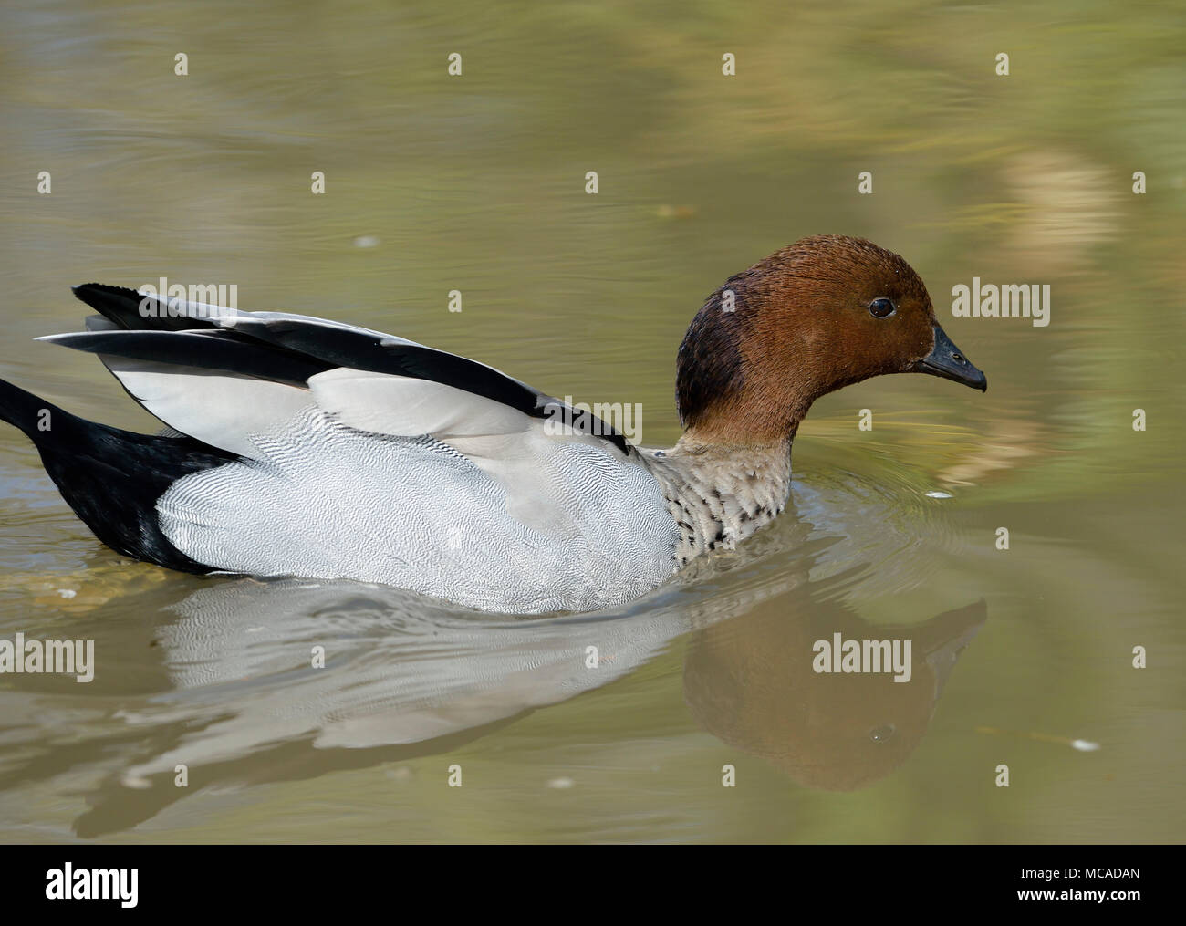 Legno Australiano - Anatra Chenonetta jubata maschio Foto Stock