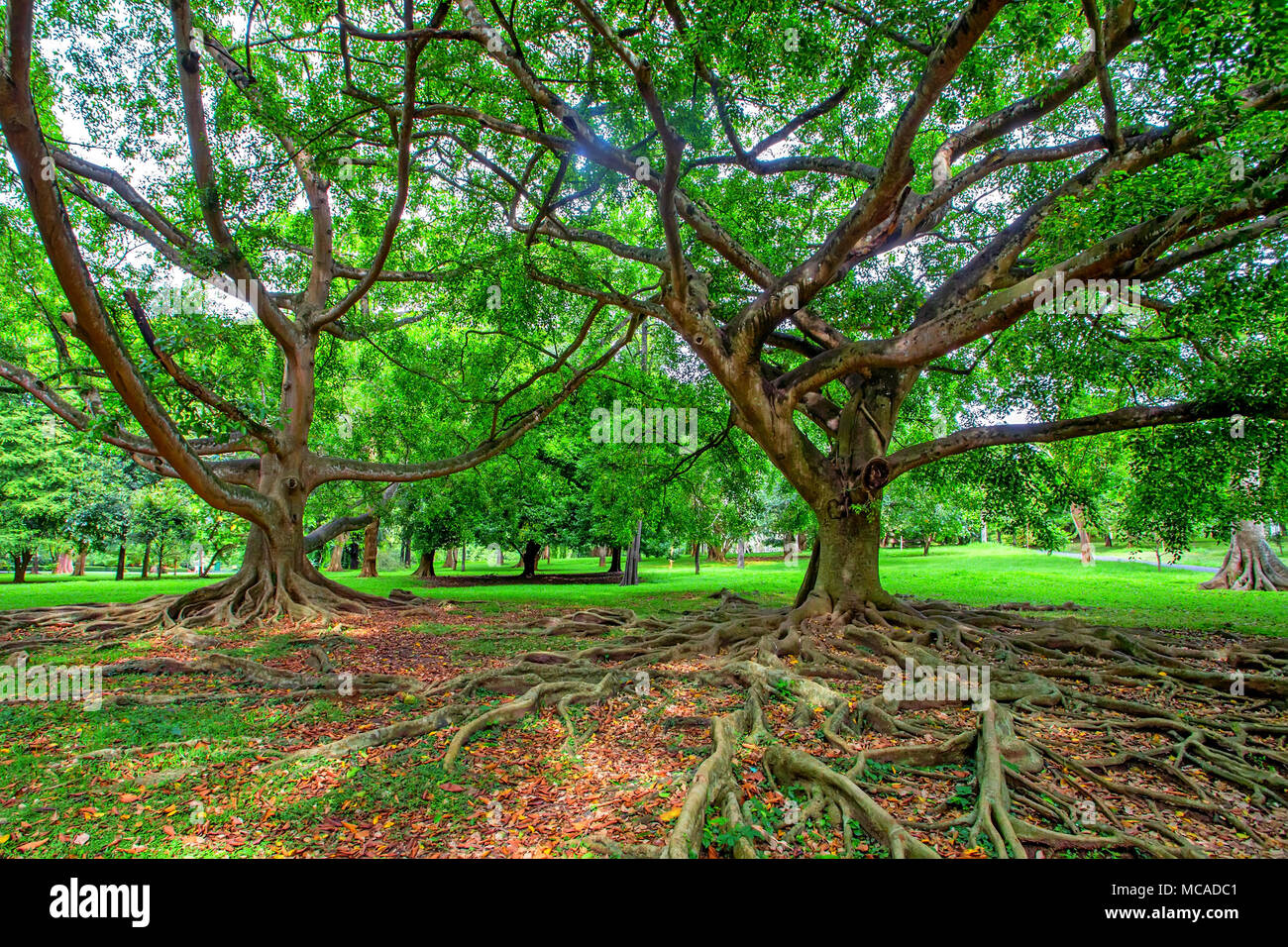 Grande albero nella Royal Gardens di Peradenia Foto Stock