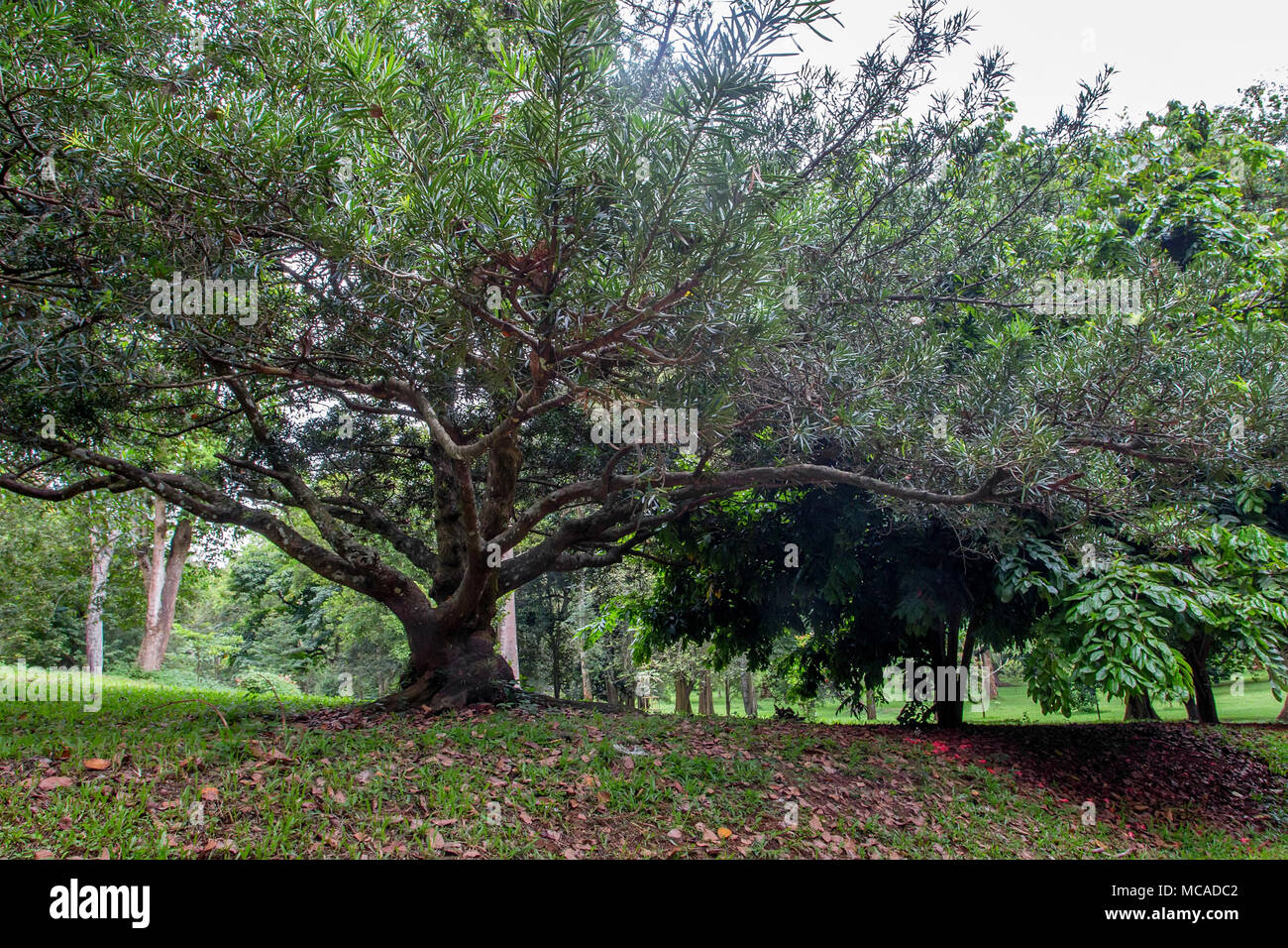 Grande albero nella Royal Gardens di Peradenia Foto Stock