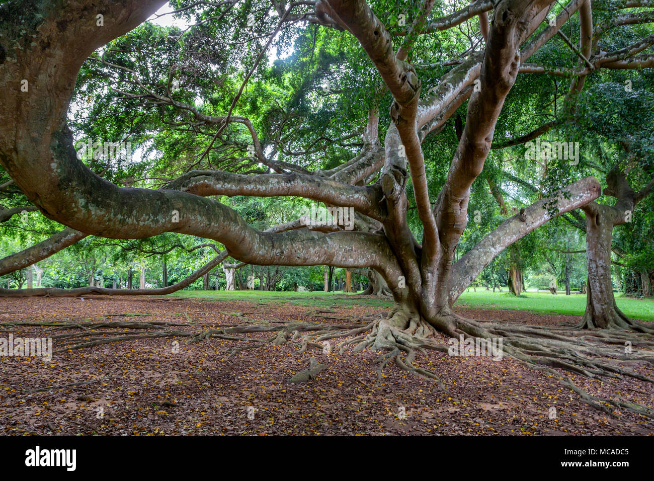 Grande albero nella Royal Gardens di Peradenia Foto Stock