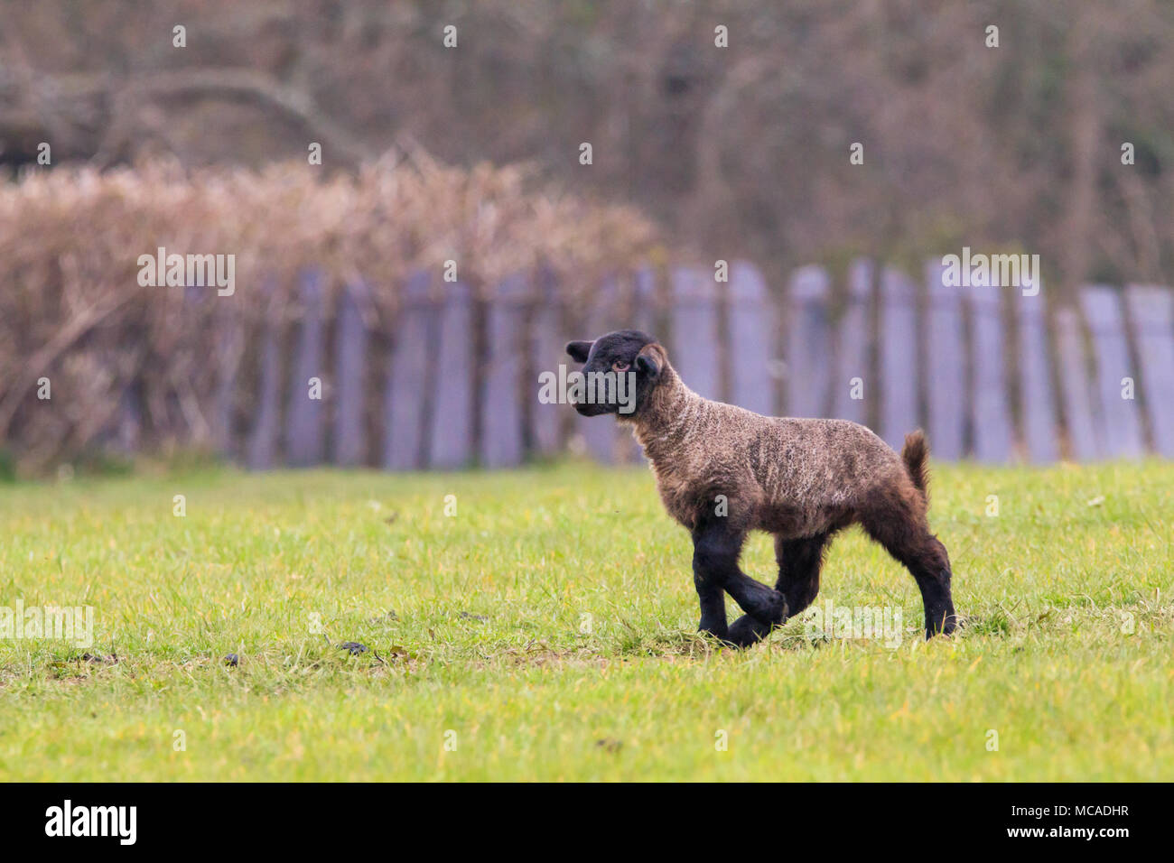 Molla di giovane agnello con faccia nera e le gambe si trova in un campo di gallese Foto Stock