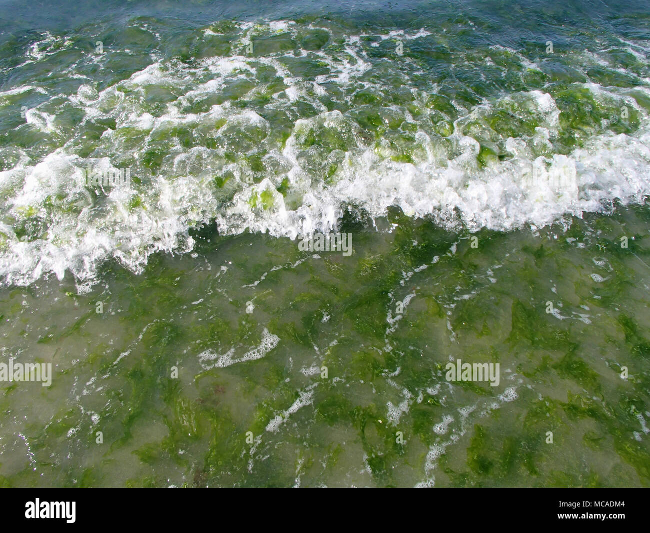 Alghe verdi sovracrescita di marea Foto Stock