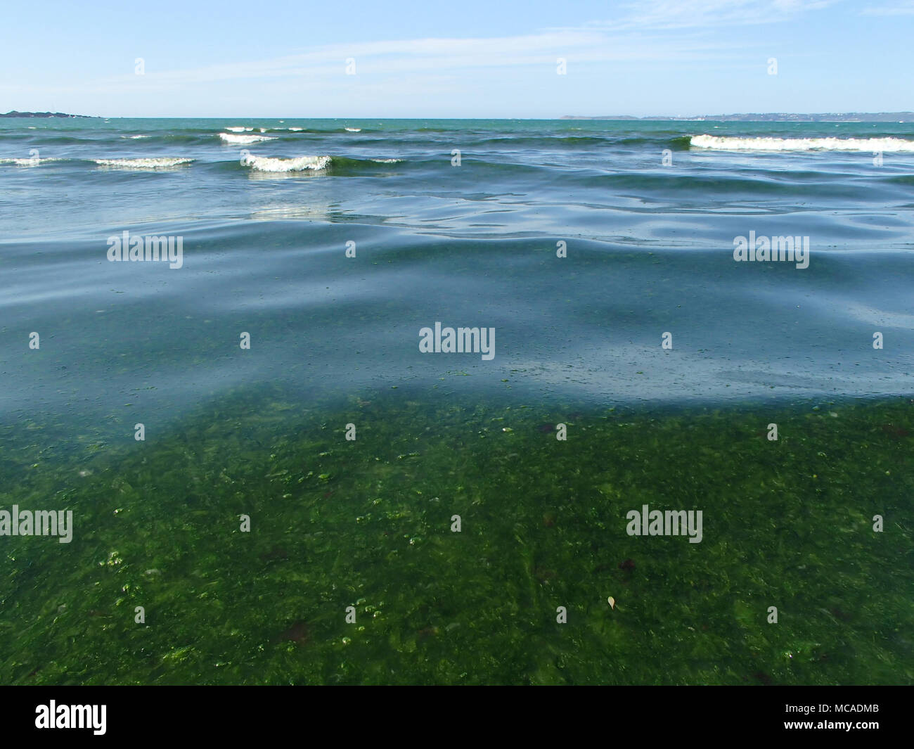 Alghe verdi sovracrescita di marea Foto Stock